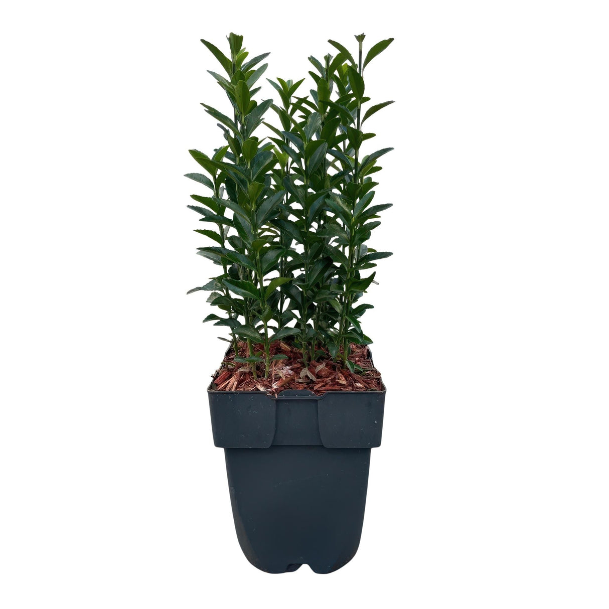 Livraison plante Euonymus japonica Green Spire – Lot de 6 – Hauteur 40 cm