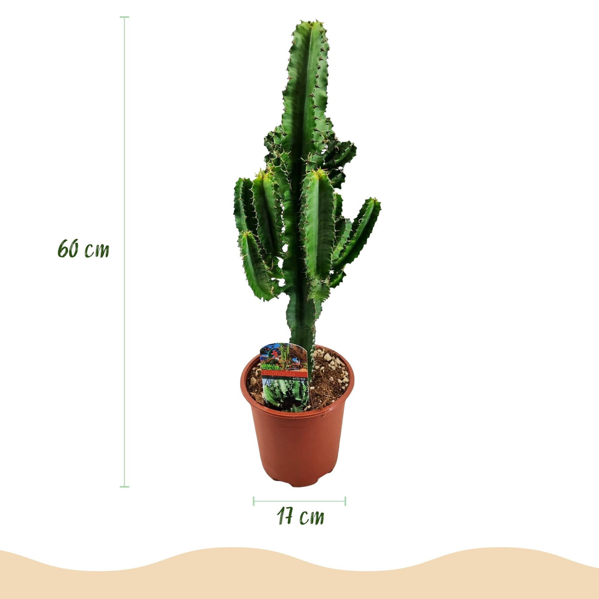 Livraison plante Euphorbe Eritrea d17cm H60cm