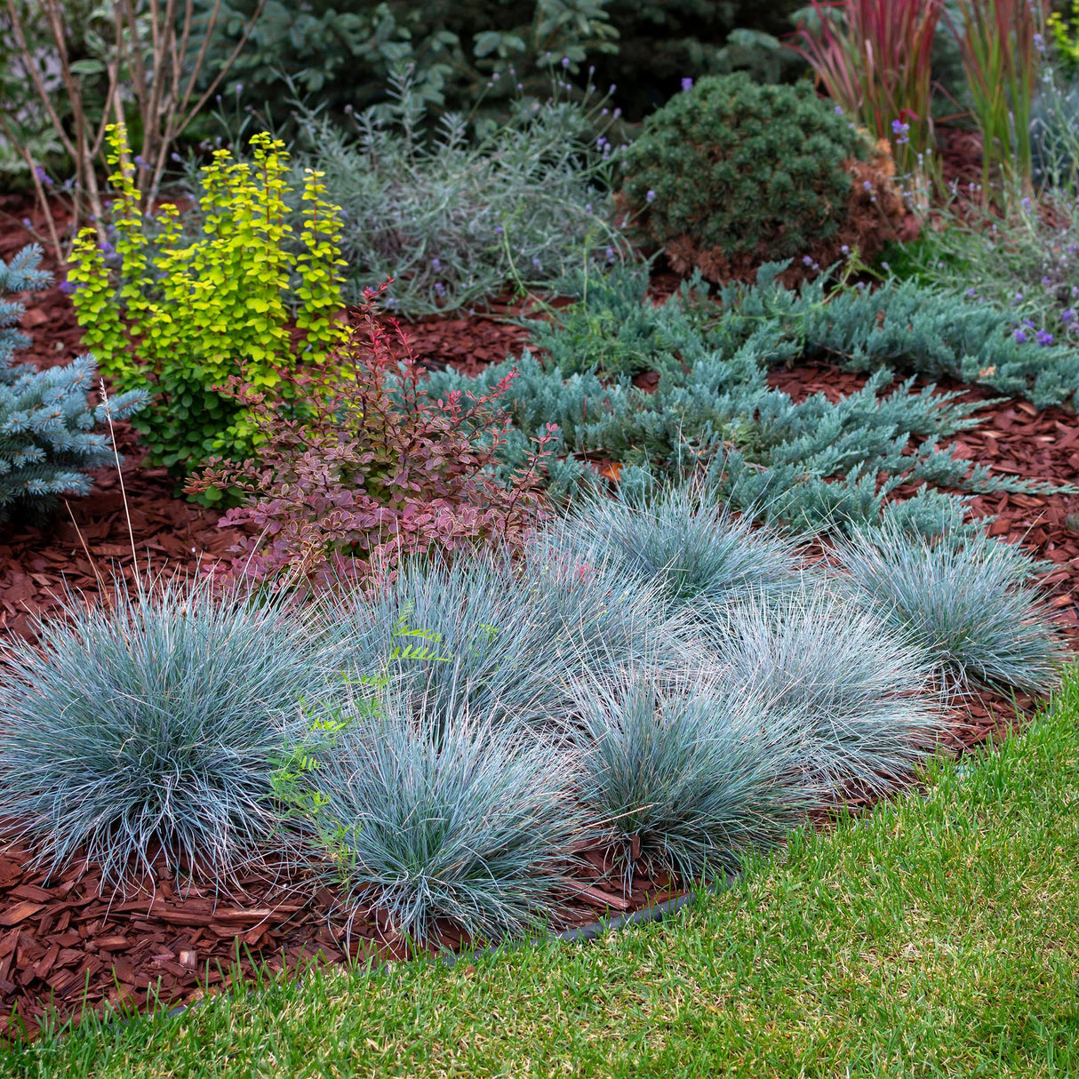 Livraison plante Festuca glauca Intense Blue – Lot de 1 – Pot 17 cm