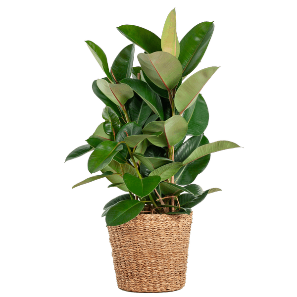 Livraison plante Ficus Elastica Robusta et son pot