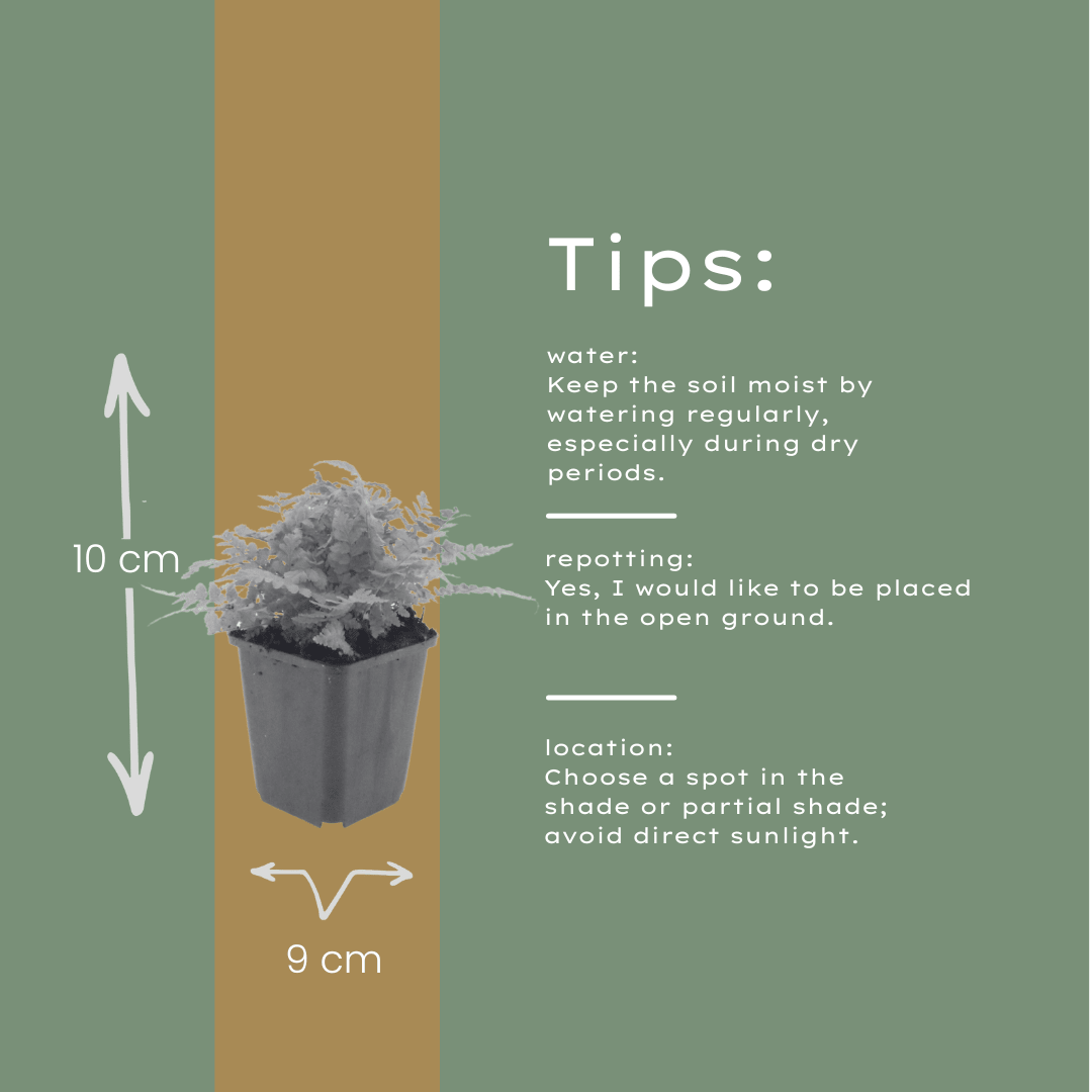 Livraison plante Fougère dryopteris