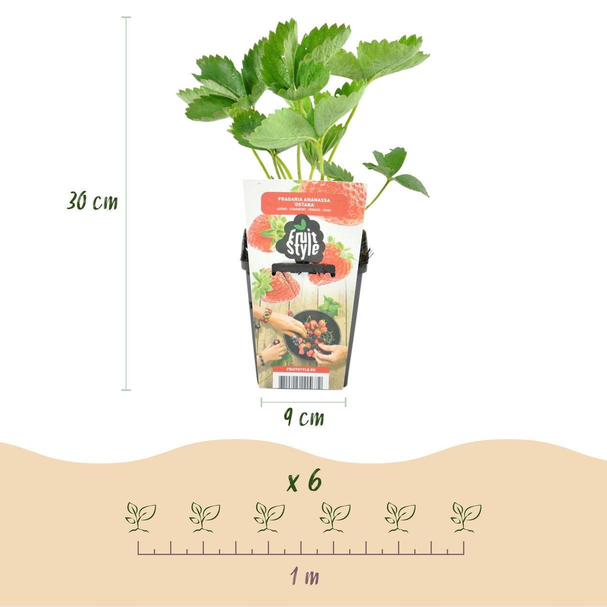 Livraison plante Fraisier Fragaria Maxim – Lot de 3 – Pot 9 cm