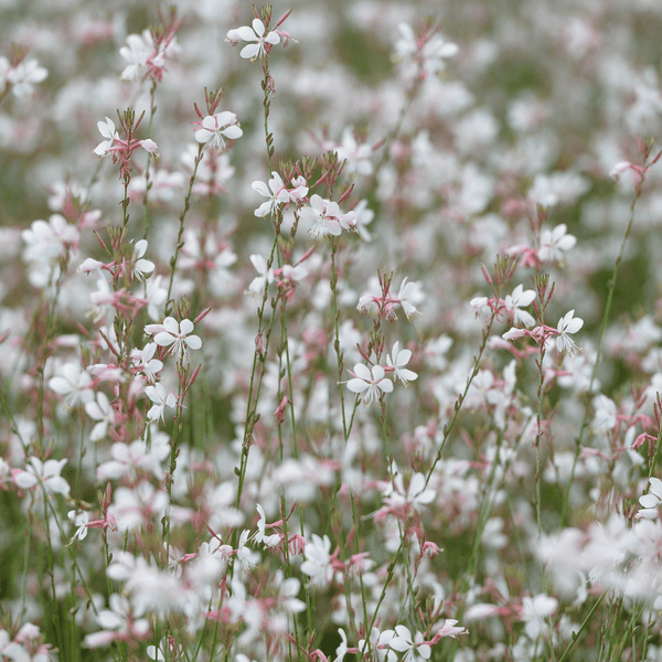 Livraison plante Gaura lindheimeri