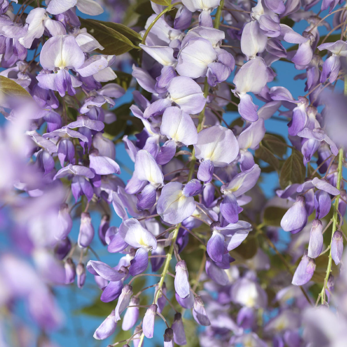 Livraison plante Glycine Prolific – Lot de 1 – Pot 11 cm – Hauteur 40 cm