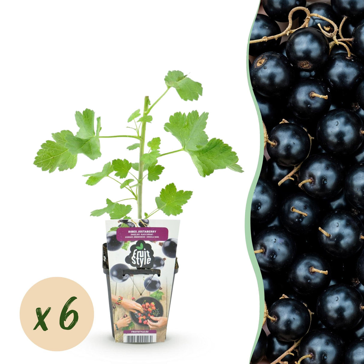 Livraison plante Groseillier Jostabes – Lot de 6 – Pot 9 cm
