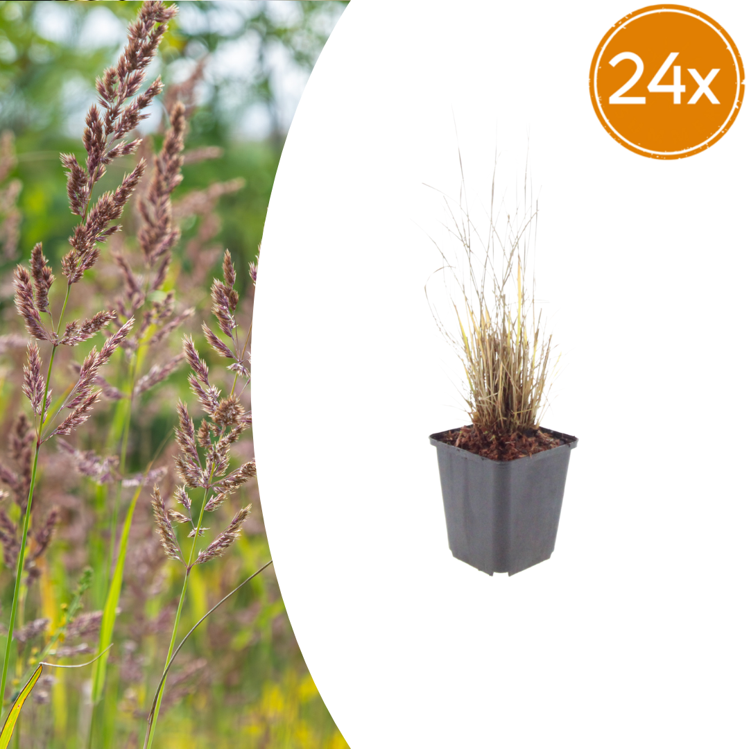 Livraison plante Herbe aux diamants