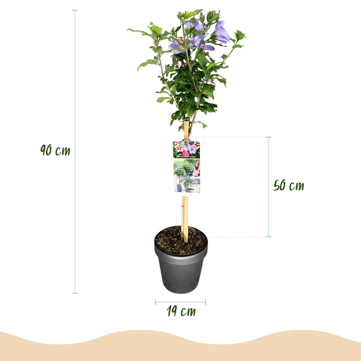 Livraison plante Hibiscus syriacus Tricolour – Pot 19 cm – Hauteur 90 cm