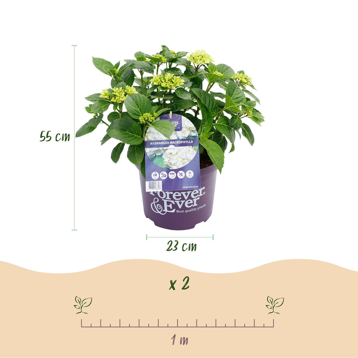 Livraison plante Hortensia Forever & Ever – Pot 23 cm – Hauteur 55 cm