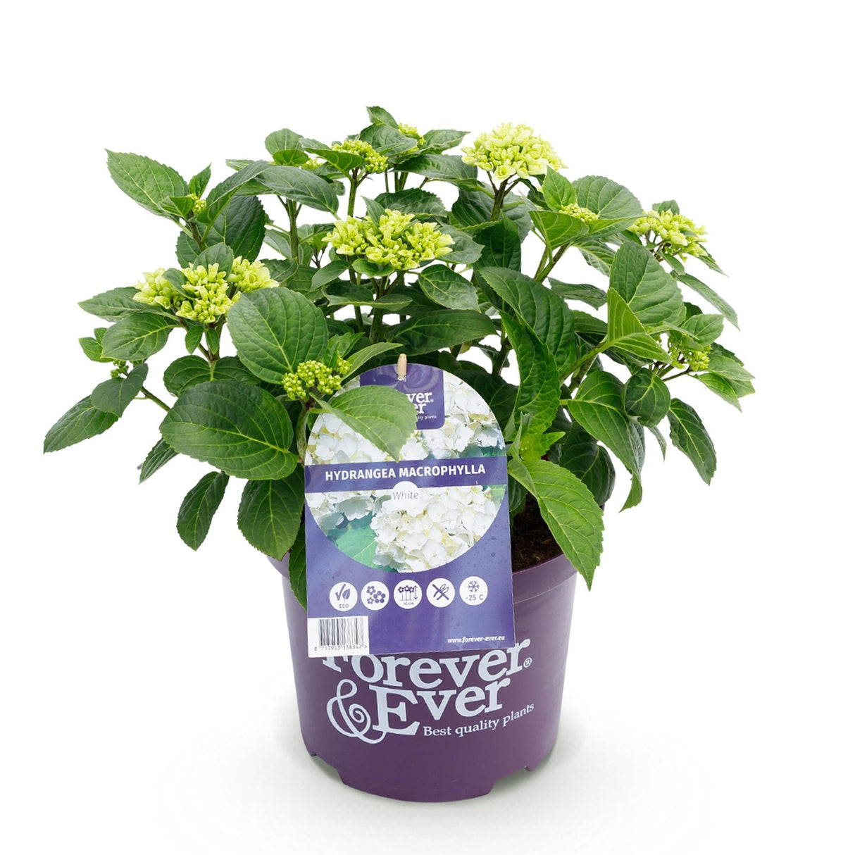 Livraison plante Hortensia Forever & Ever – Pot 23 cm – Hauteur 55 cm