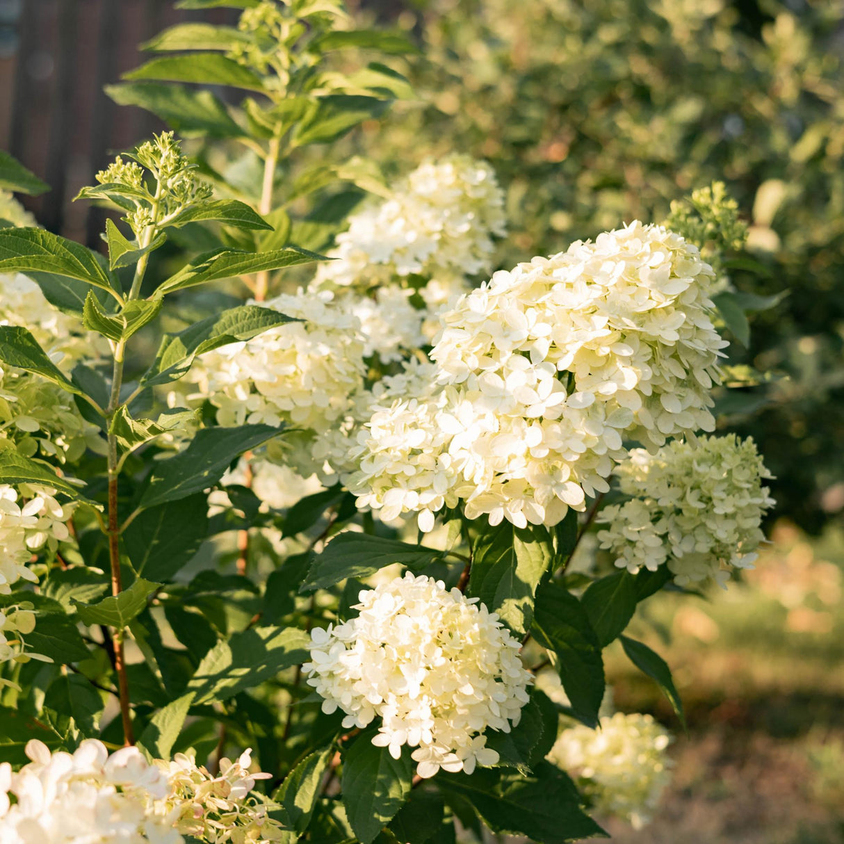 Livraison plante Hortensia Panniculata Limelight – Pot 17 cm – Hauteur 50 cm