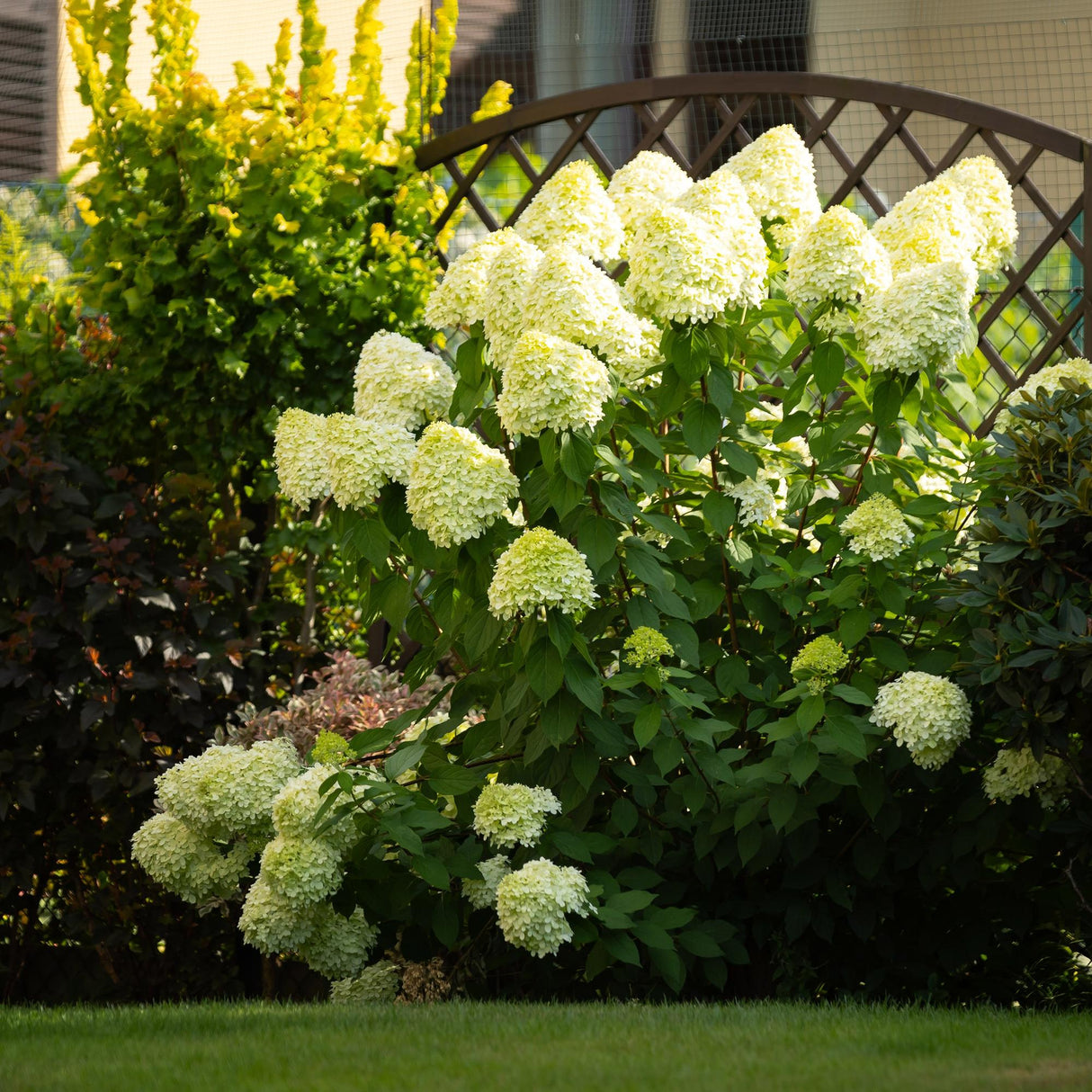 Livraison plante Hortensia Panniculata Limelight – Pot 17 cm – Hauteur 50 cm
