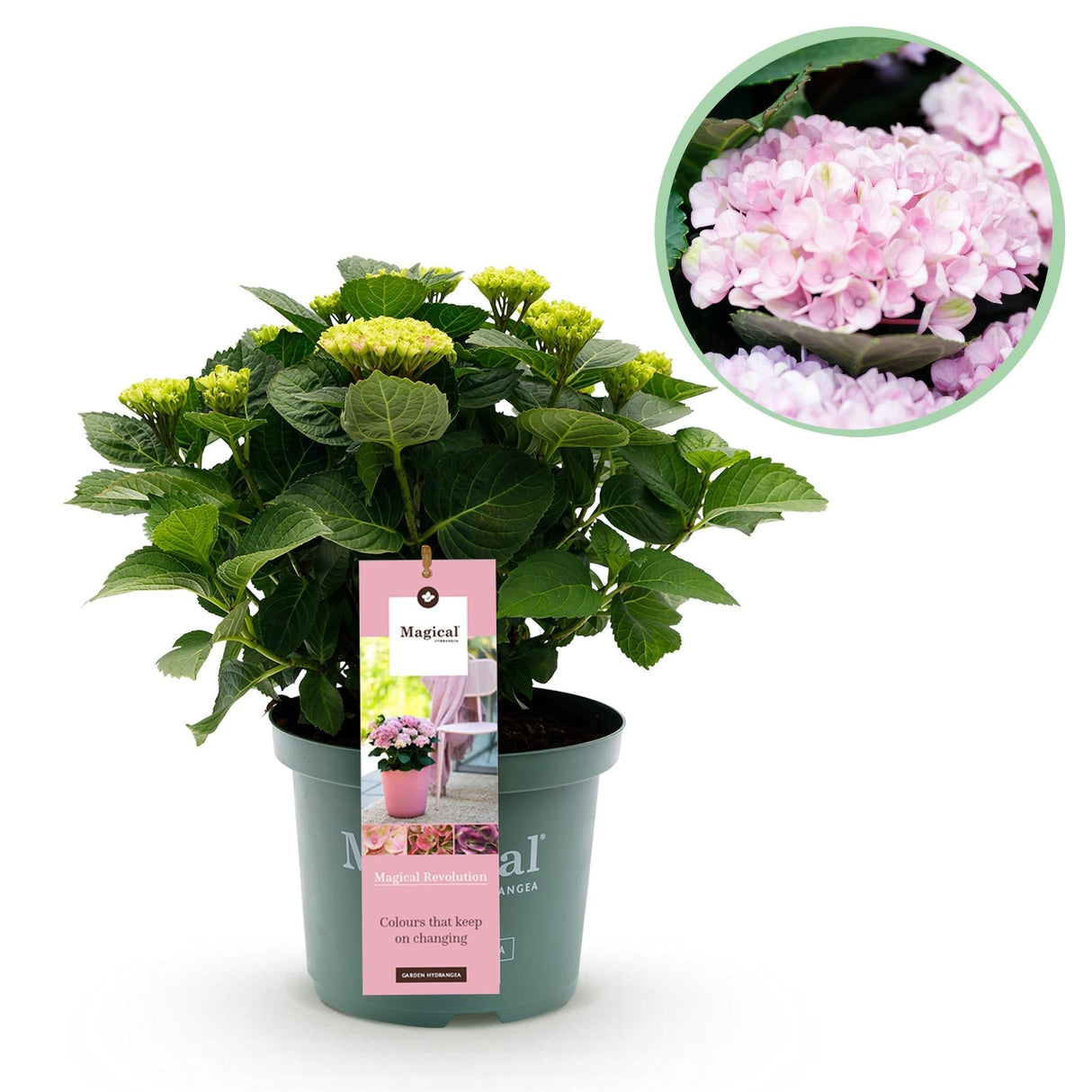 Livraison plante Hortensia Revolution Pink