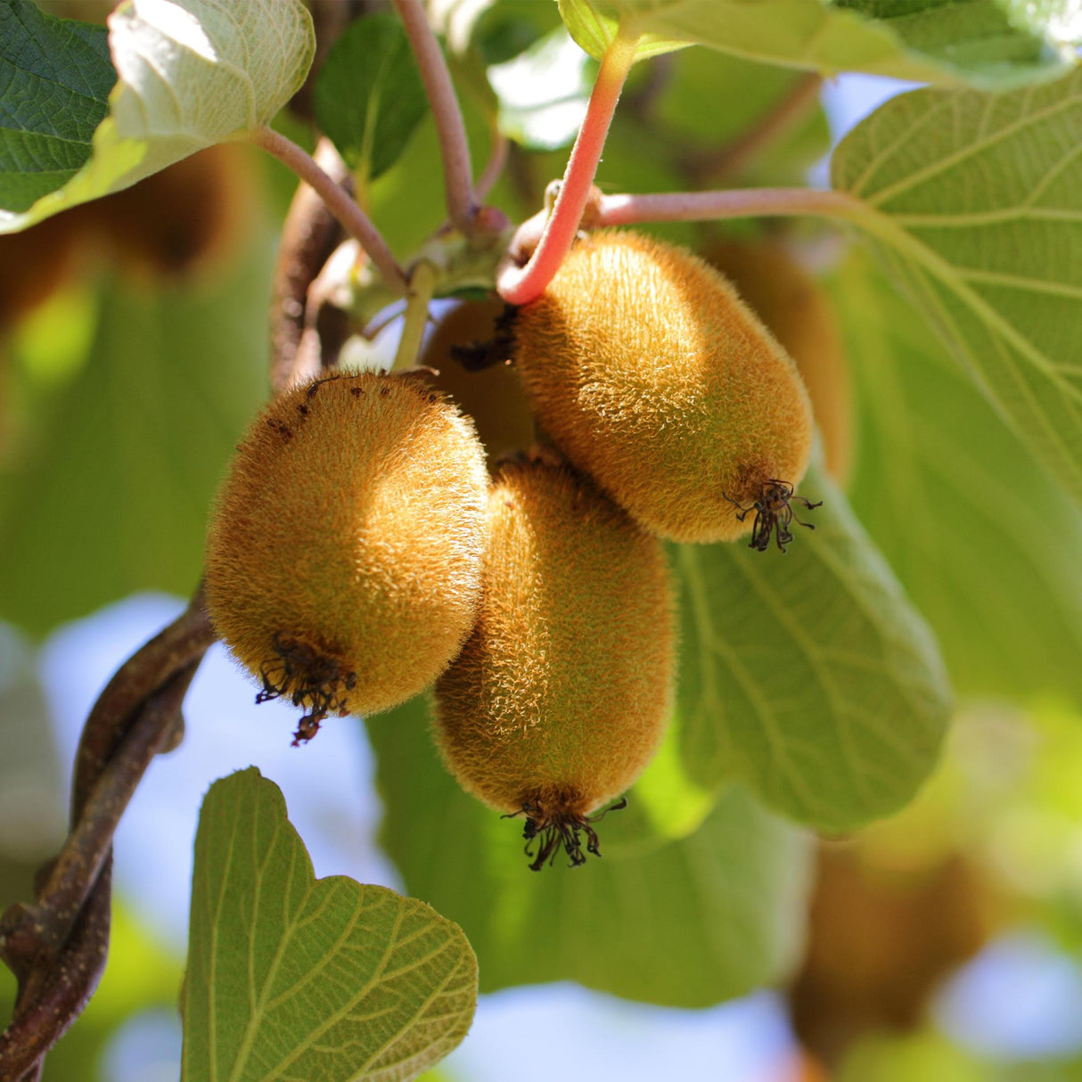 Livraison plante Kiwi doré Actinidia deliciosa – Lot de 2 – Pot 15 cm