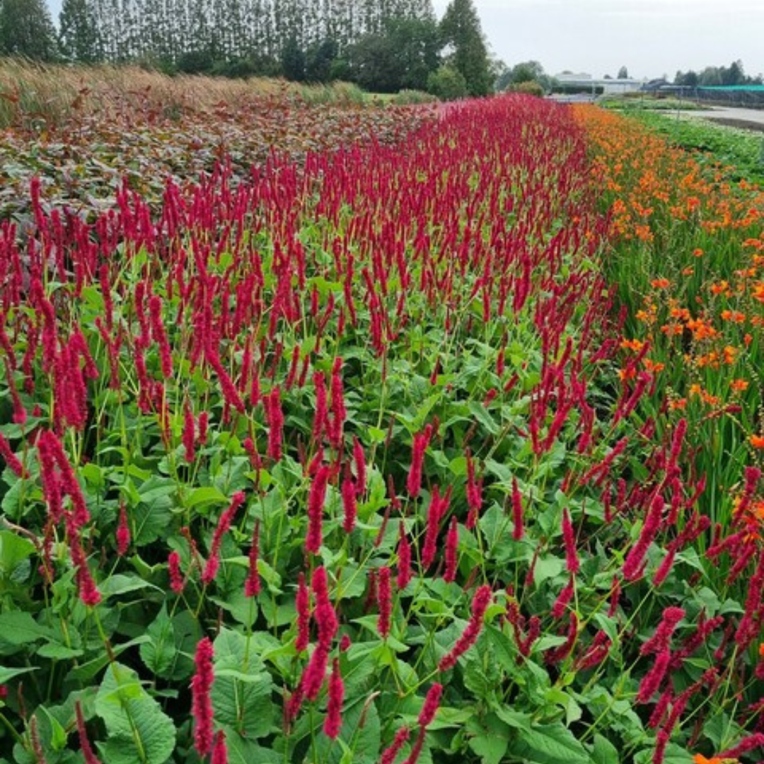 Livraison plante La renouée rouge