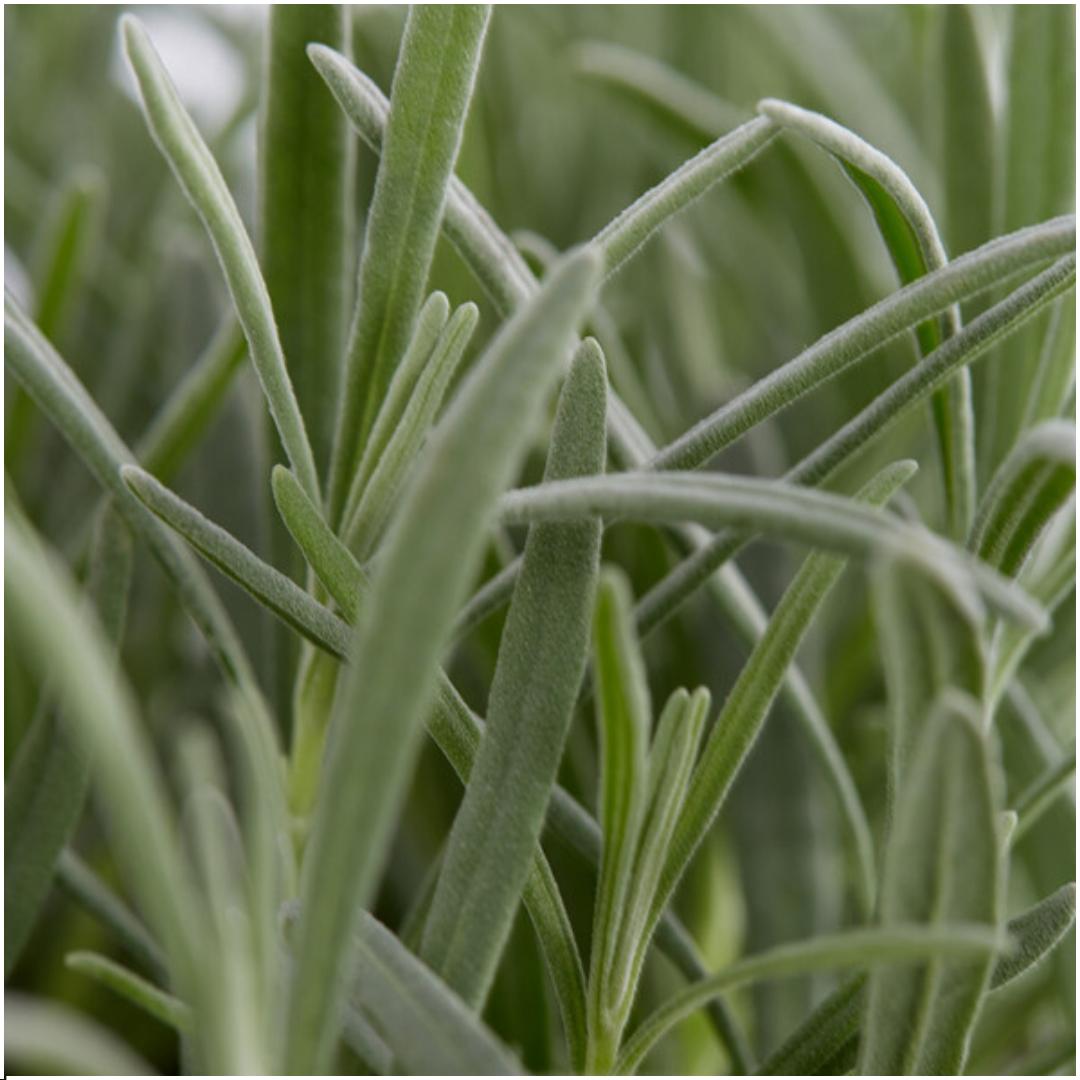 Livraison plante Lavande Angustifolia x 12