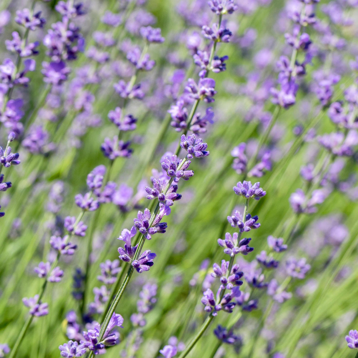 Livraison plante Lavandula Hidcote – Lot de 6 – Pot 17 cm – Hauteur 30 cm