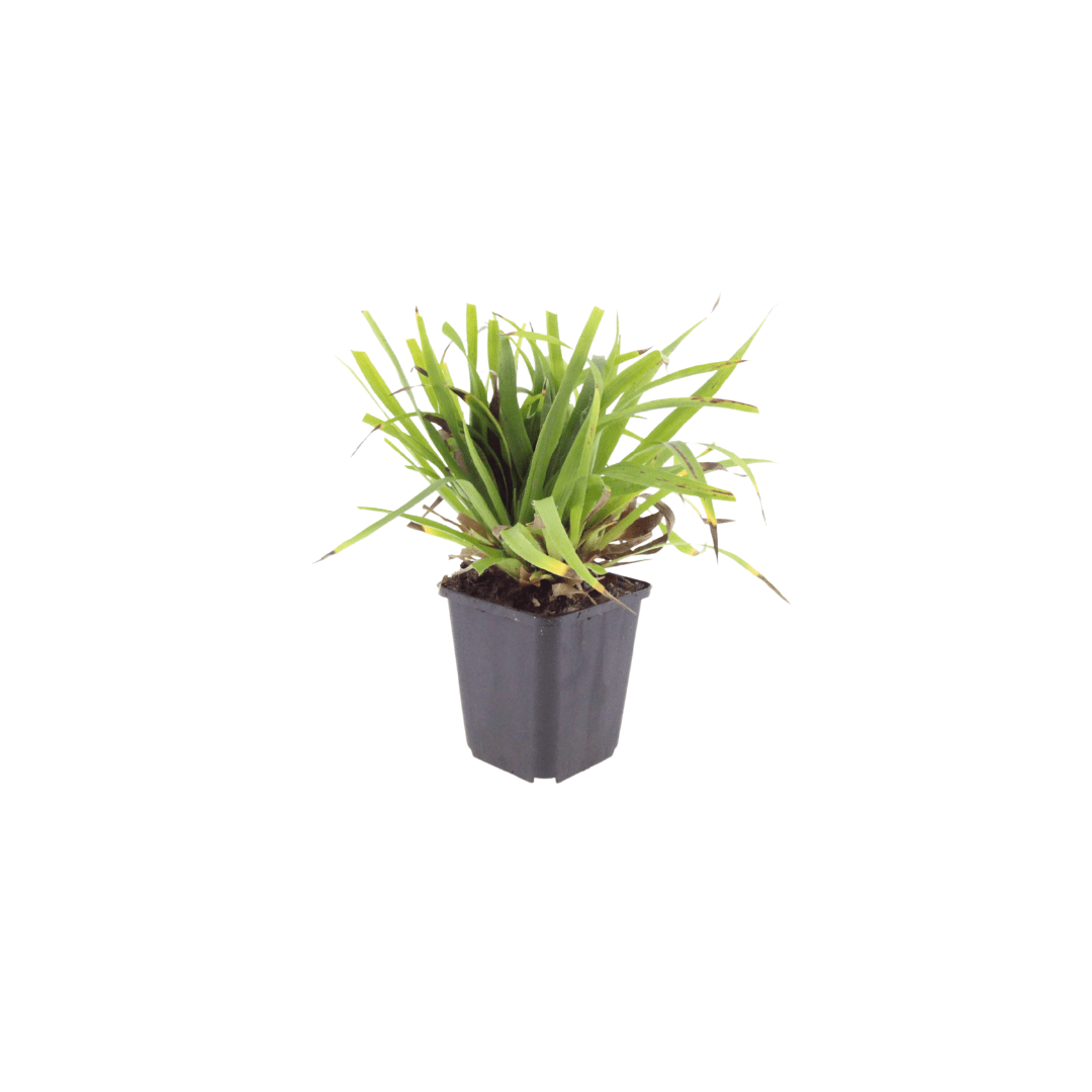 Livraison plante Luzule sylvatica