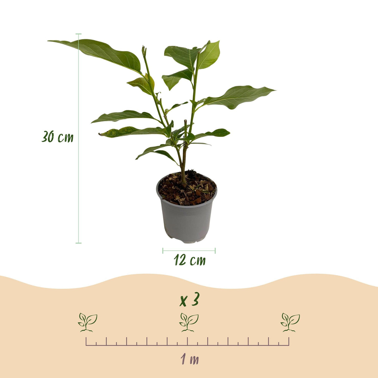Livraison plante Magnolia Ricki – Lot de 1 – Pot 12 cm – Hauteur 30 cm