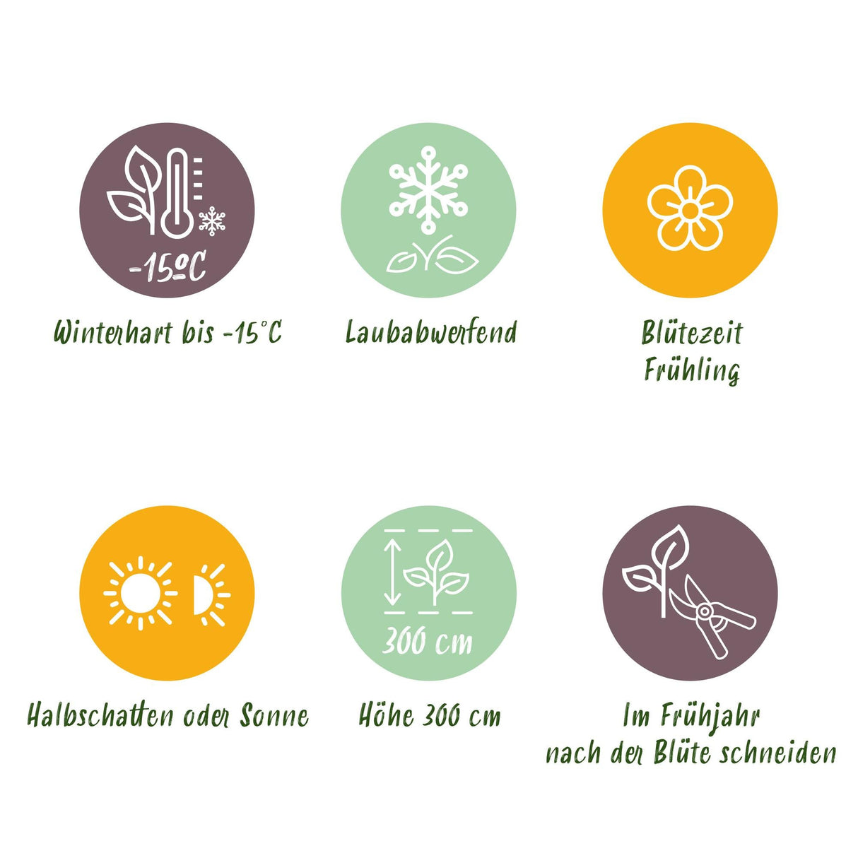 Livraison plante Magnolia soulangeana – Lot de 1 – Pot 12 cm – Hauteur 30 cm