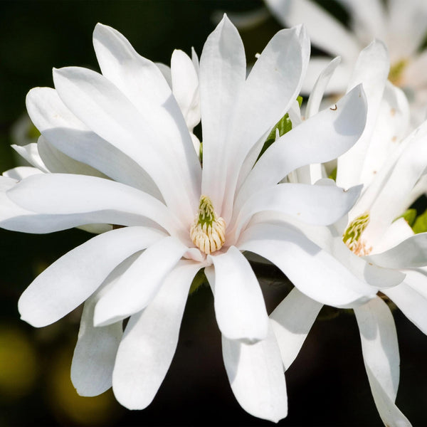 Livraison plante Magnolia stellata Royal Star – Pot 12 cm – Hauteur 30 cm