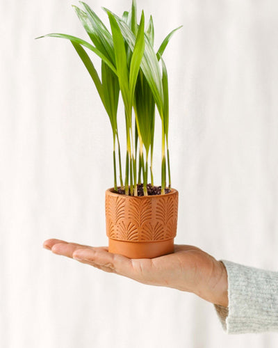 Mini Gul Palmefig - Chrysalidocarpus Lutescens