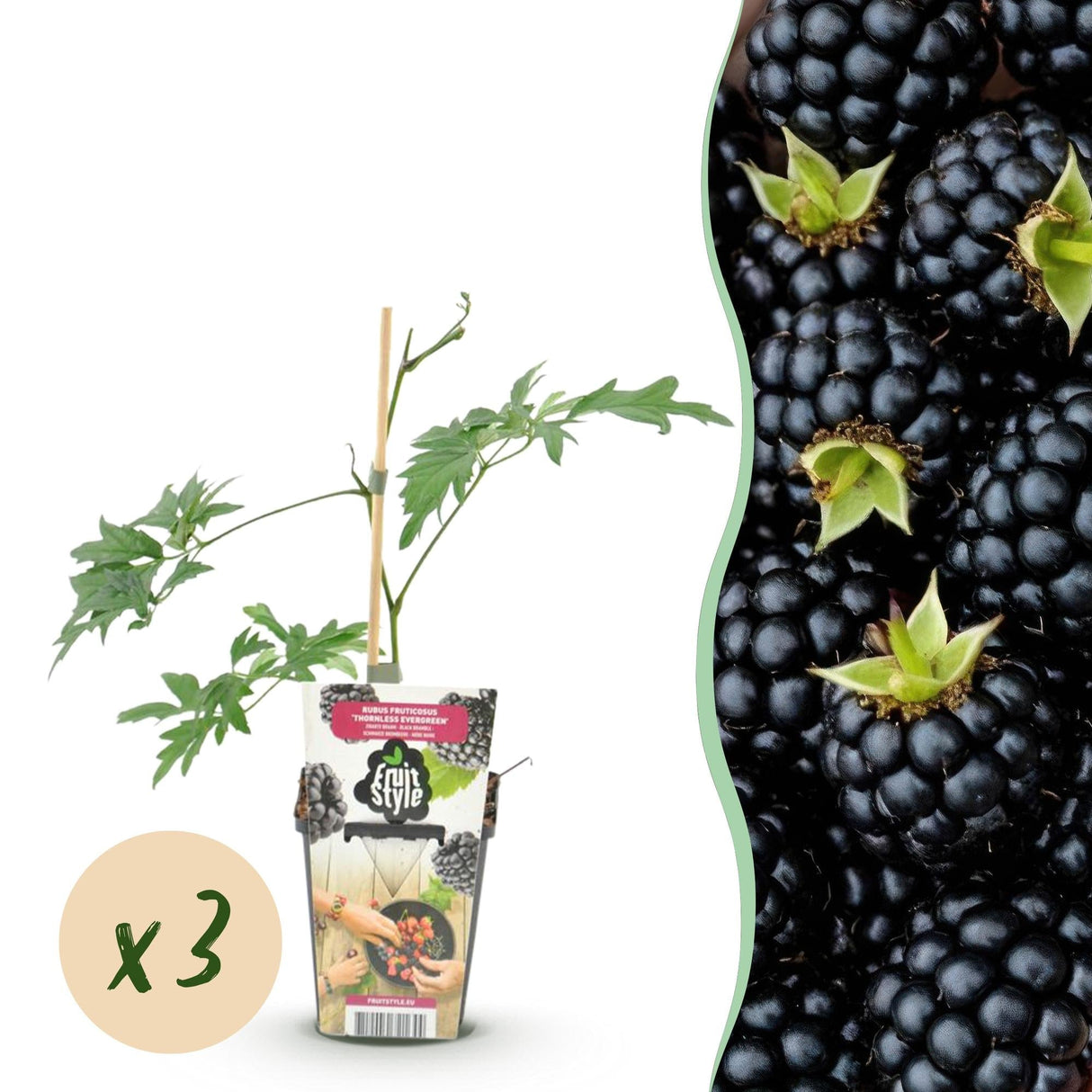 Livraison plante Mûrier Thornless Evergreen x3