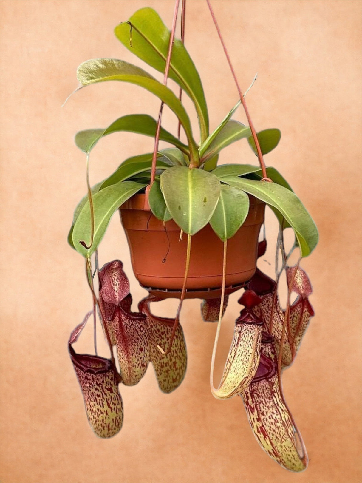 Livraison plante Nepenthes Monkey Jars Sam