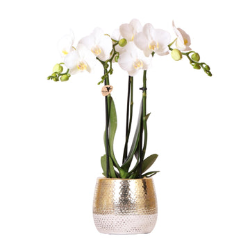 Hvid Amabilis Orchid og dens potte
