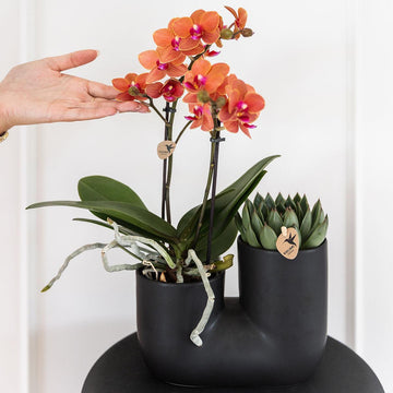 Orkidé og sukkulent i Black Pot Design