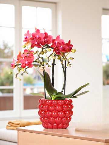 Phalaenopsis Congo rød orkidé og dens potte