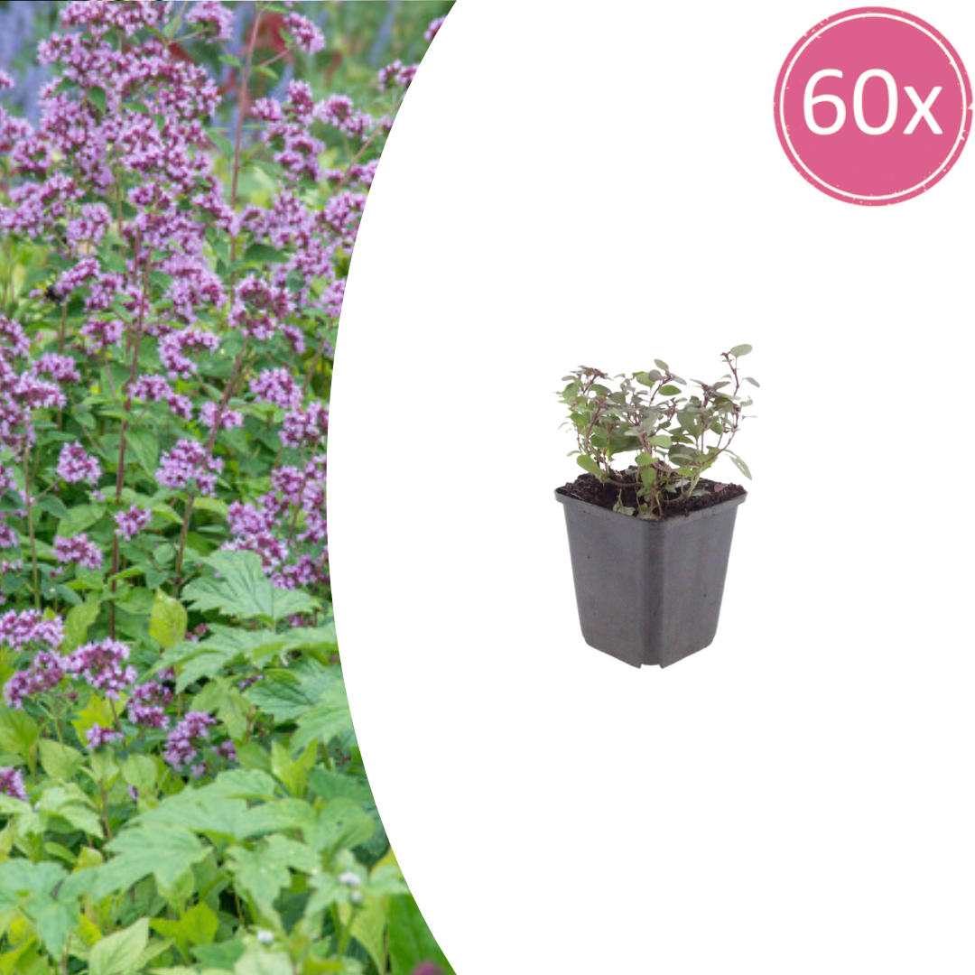 Livraison plante Origan violet