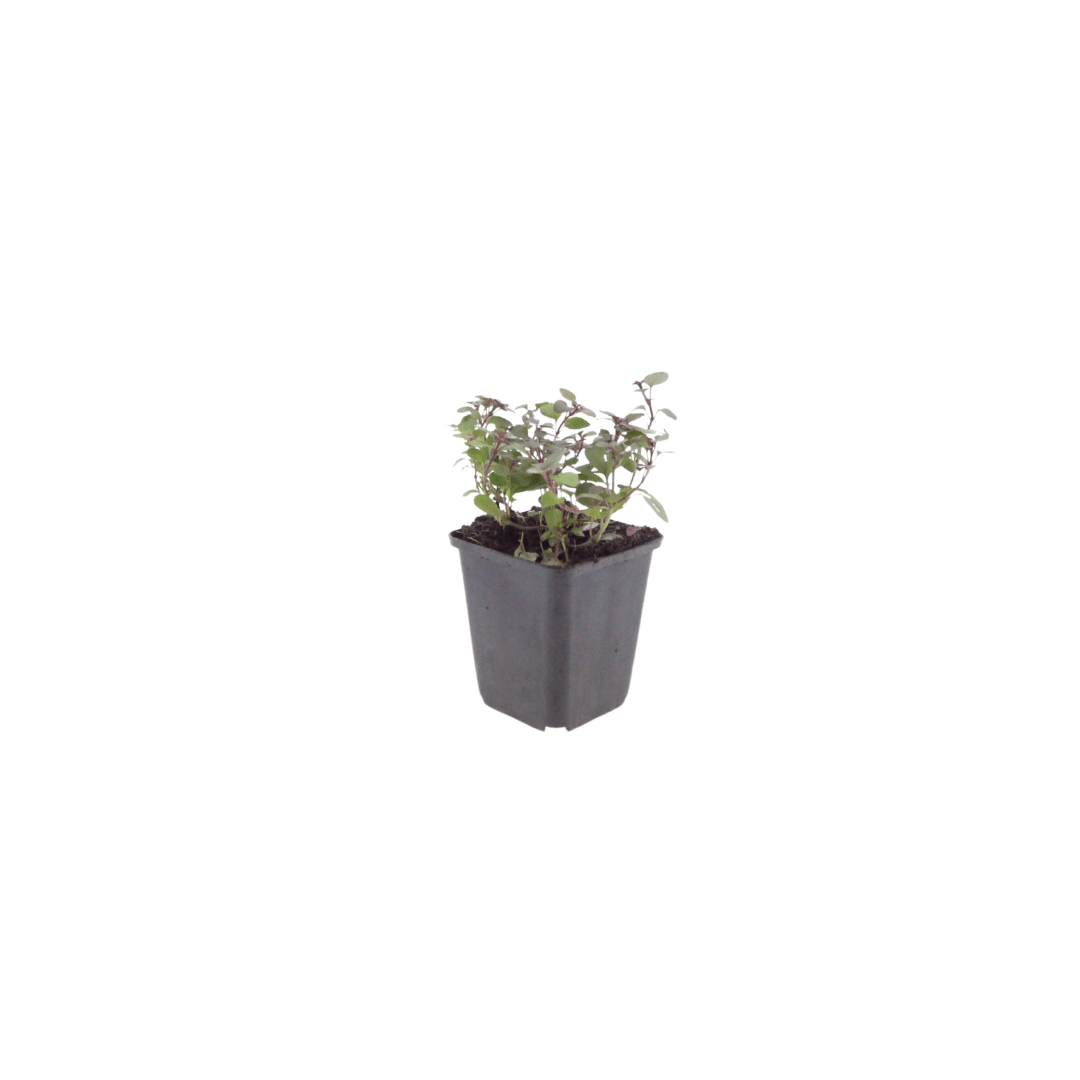 Livraison plante Origan violet