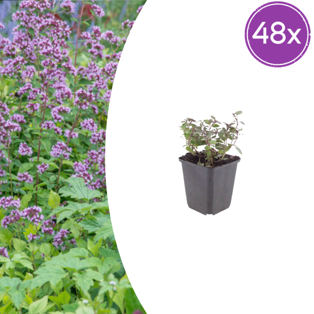 Livraison plante Origan violet