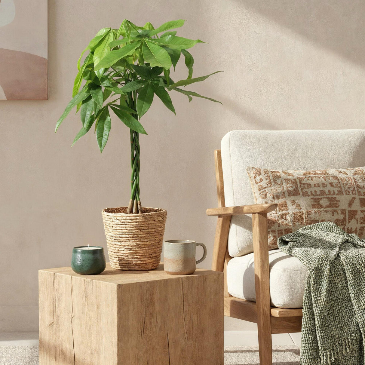 Livraison plante Pachira Aquatica et panier H90cm