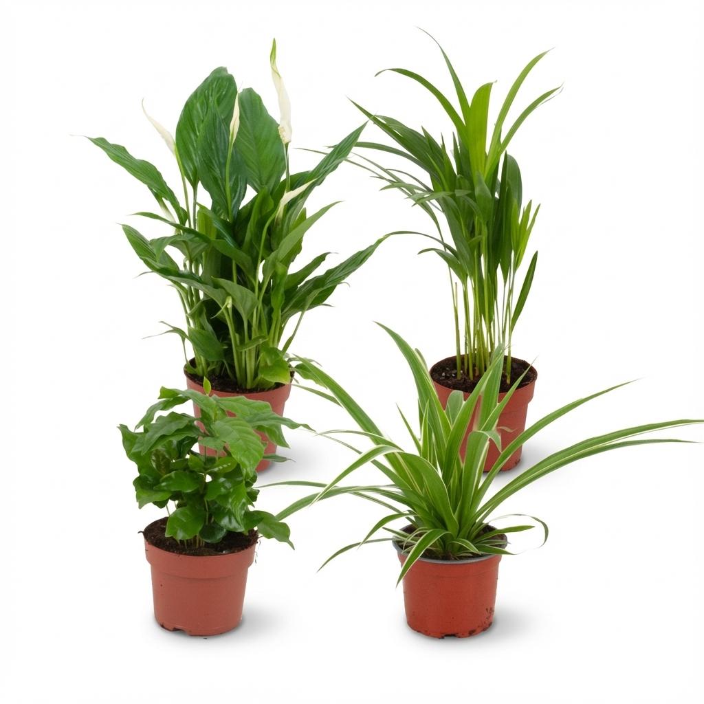 Livraison plante Pack 4 plantes dépolluantes