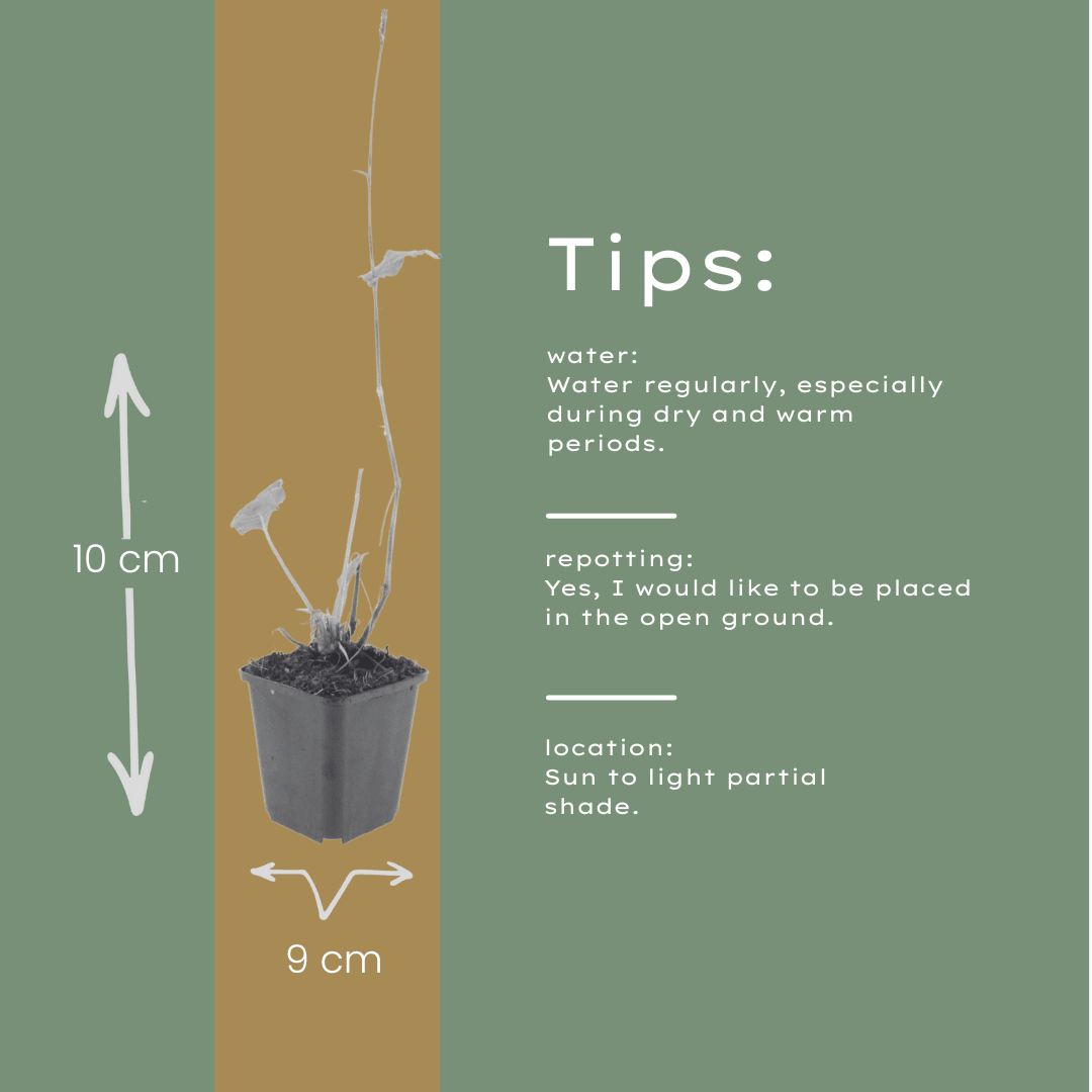 Livraison plante Persicaria superba