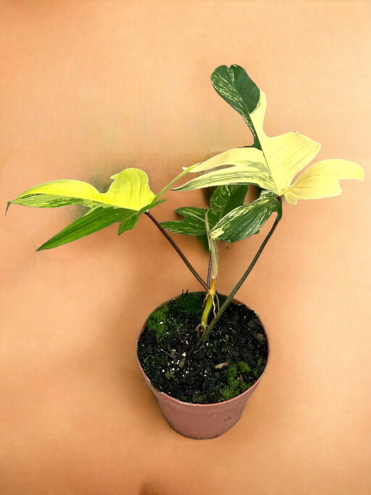 Livraison plante Philodendron Florida Beauty Variegata