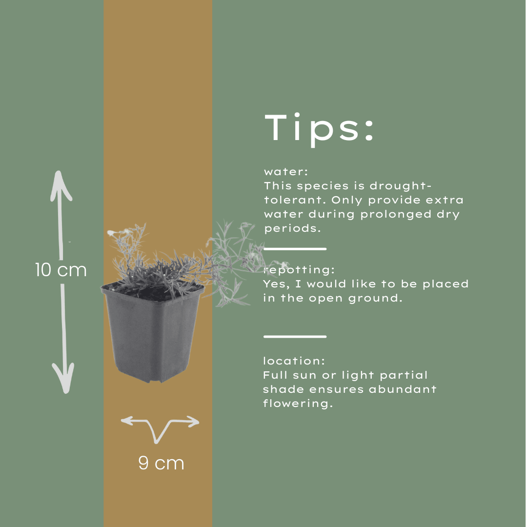 Livraison plante Phlox bleue