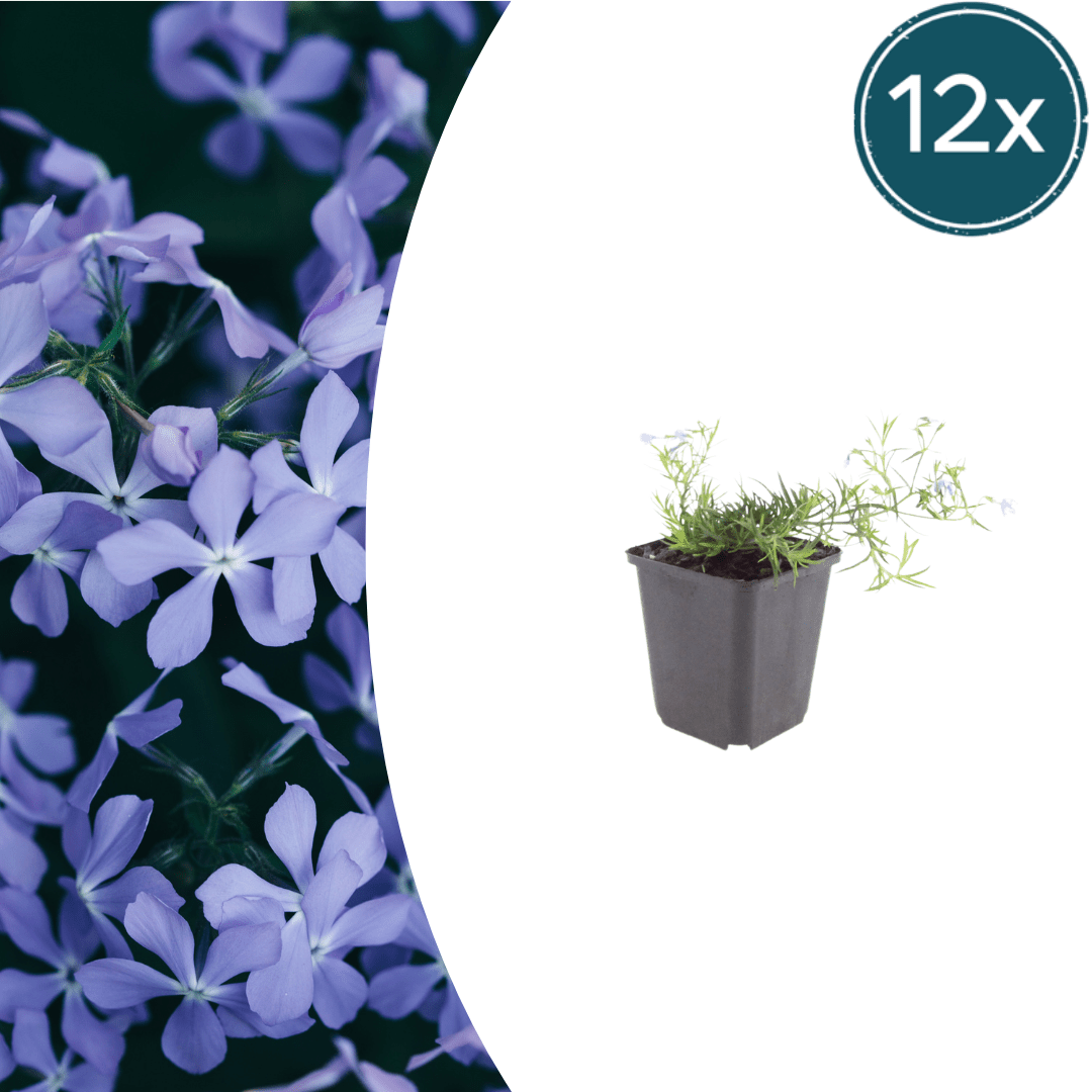 Livraison plante Phlox bleue