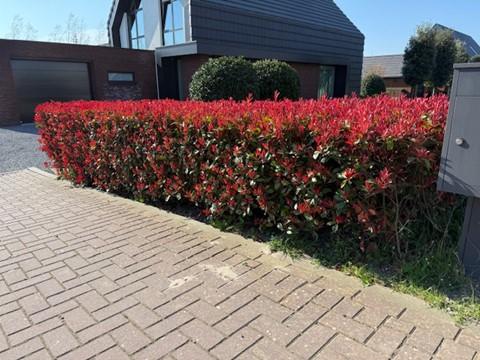 Livraison plante Photinia fraseri Carre Rouge – Lot de 8 – Hauteur 30 - 35 cm
