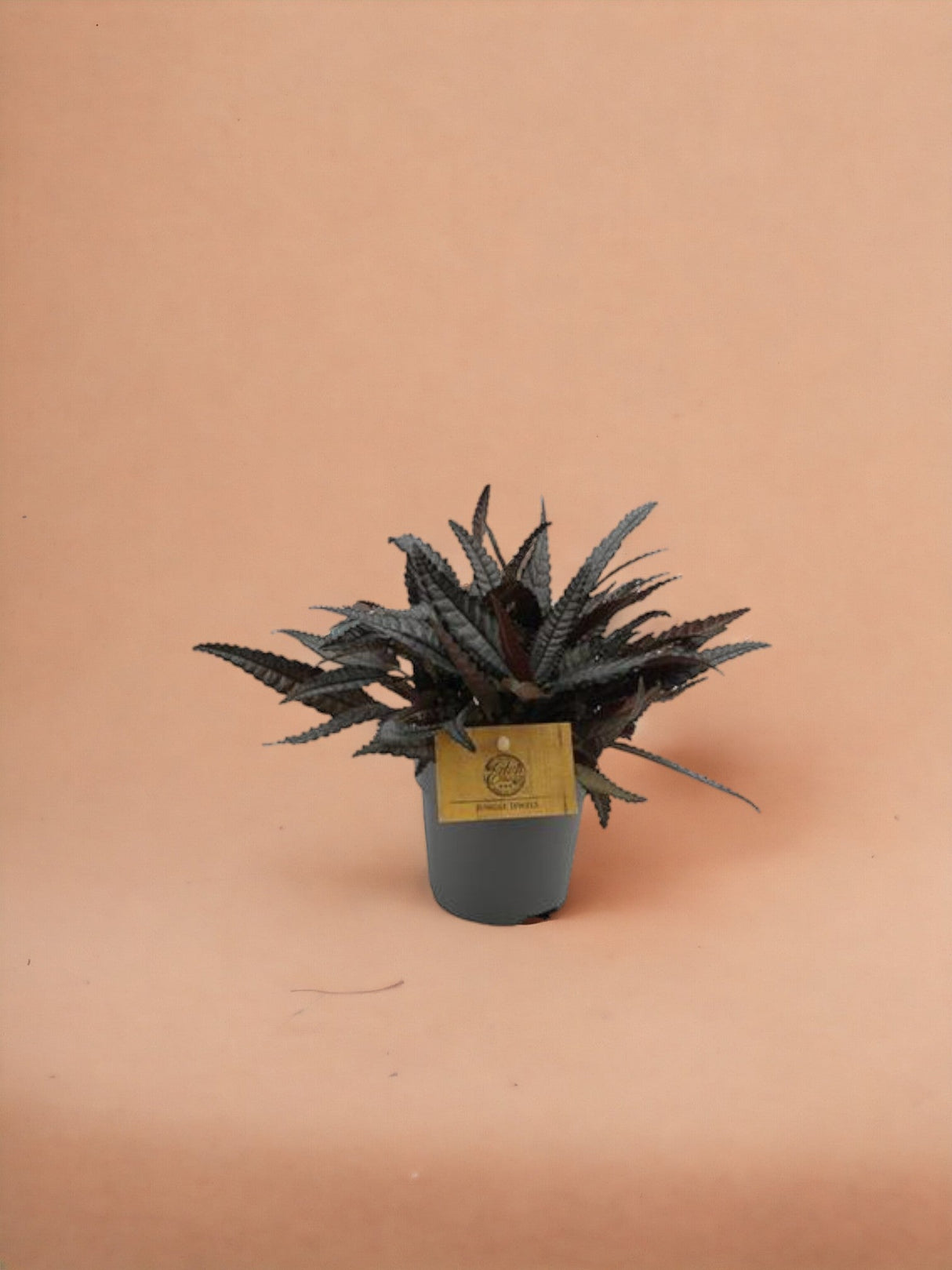 Livraison plante Pilea Hitchcockii