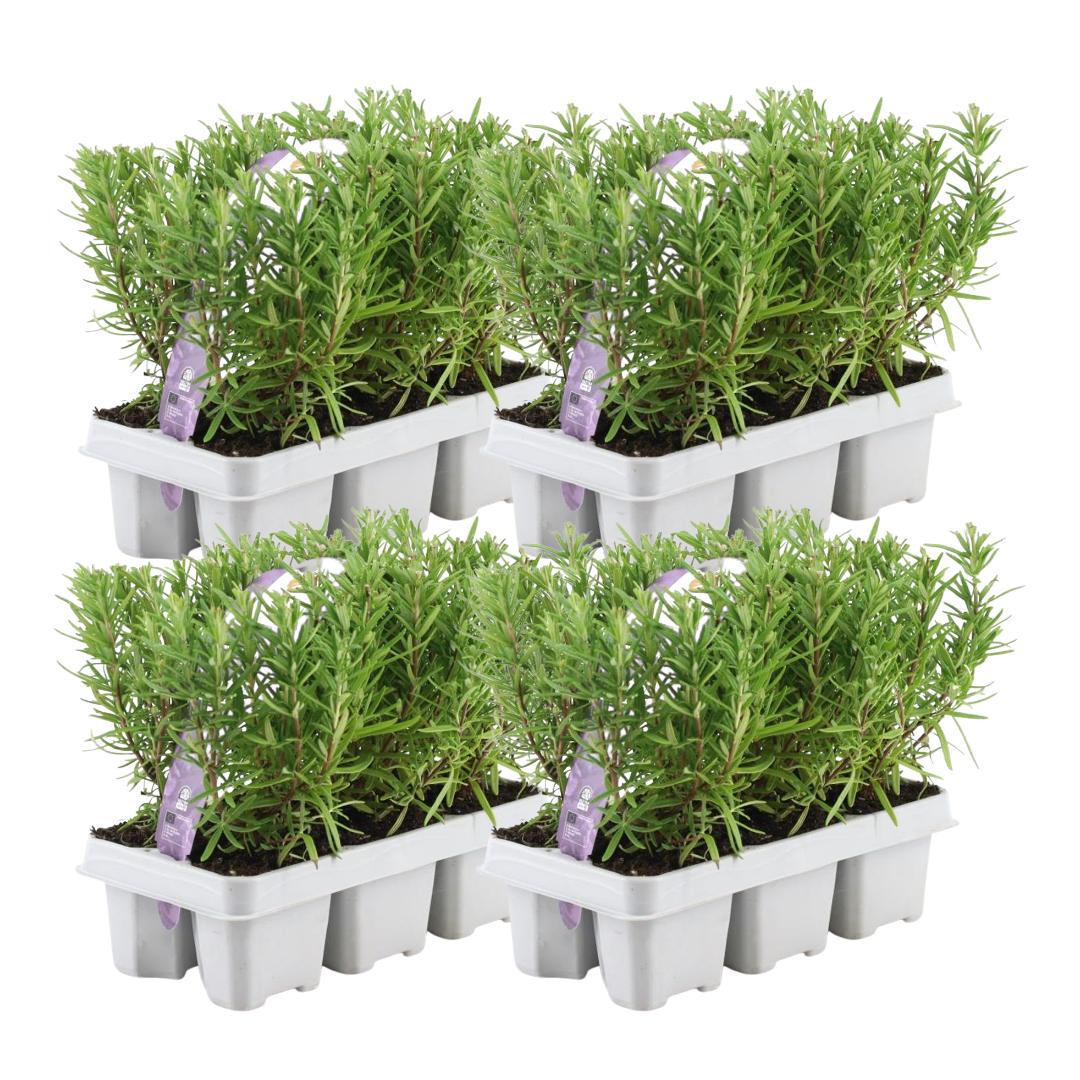 Livraison plante Romarin - 4 packs de 6