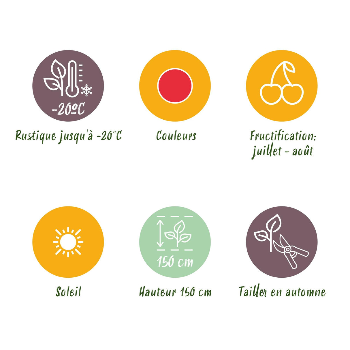 Livraison plante Ronce du Japon Rubus phoenicolasius – Lot de 3 – Pot 9 cm