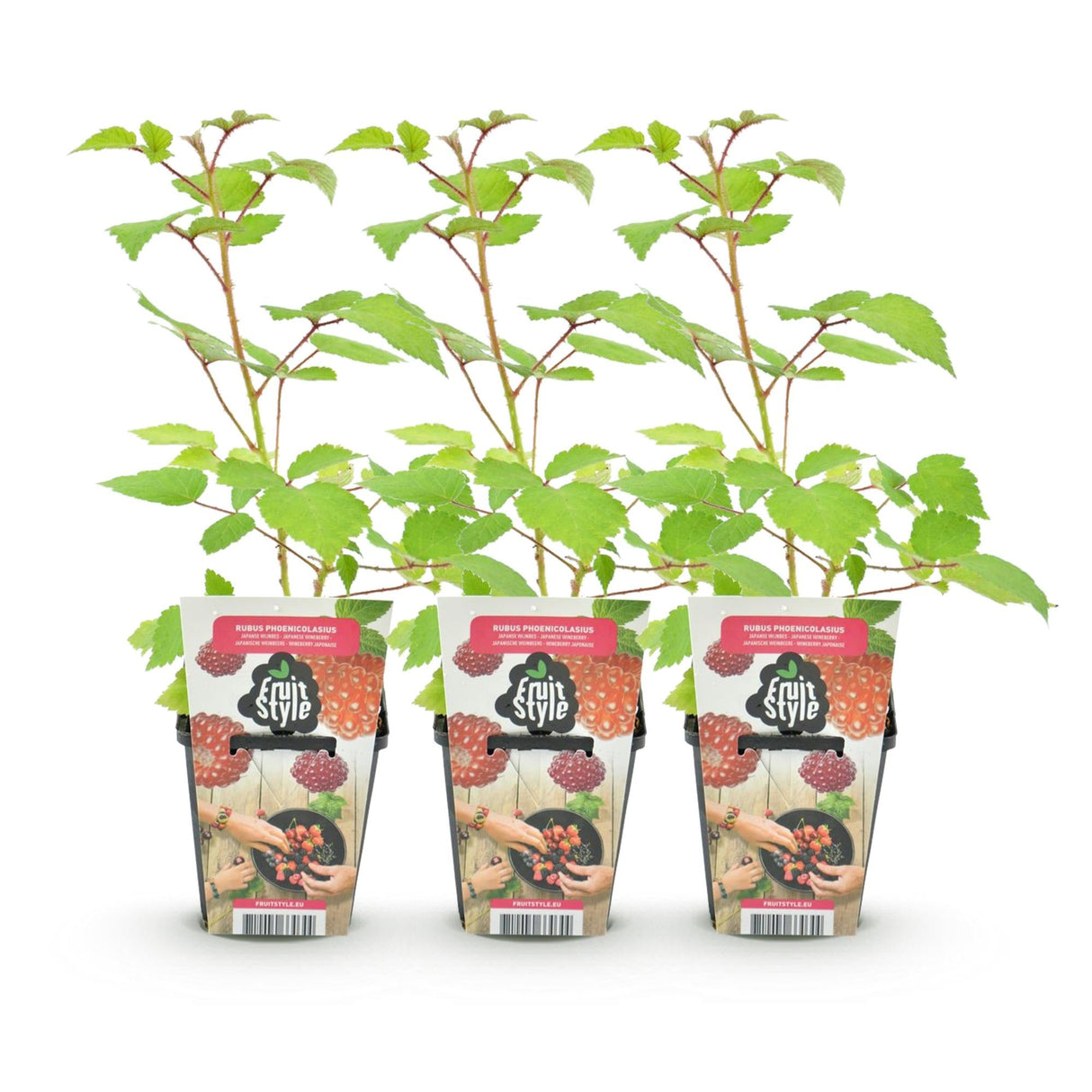 Livraison plante Ronce du Japon Rubus phoenicolasius – Lot de 3 – Pot 9 cm