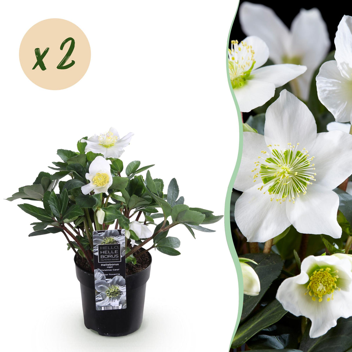 Livraison plante Rose de Noël Christmas Carol – Lot de 2 – Pot 10,5 cm