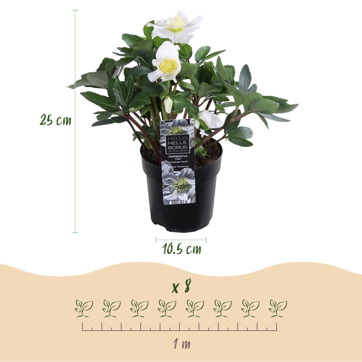 Livraison plante Rose de Noël Christmas Carol – Lot de 2 – Pot 10,5 cm