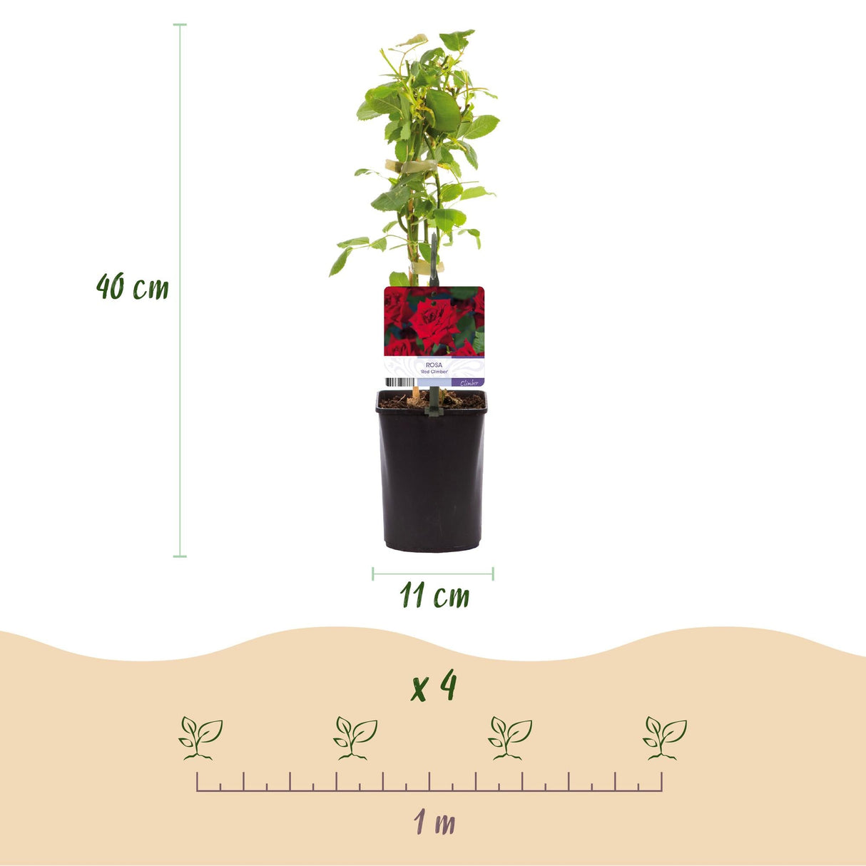 Livraison plante Rose grimpante Red Climber – Lot de 2 – Hauteur 40 cm