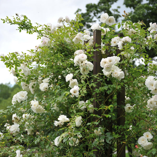 Livraison plante Rosier grimpant White Climber – Lot de 2 – Hauteur 40 cm