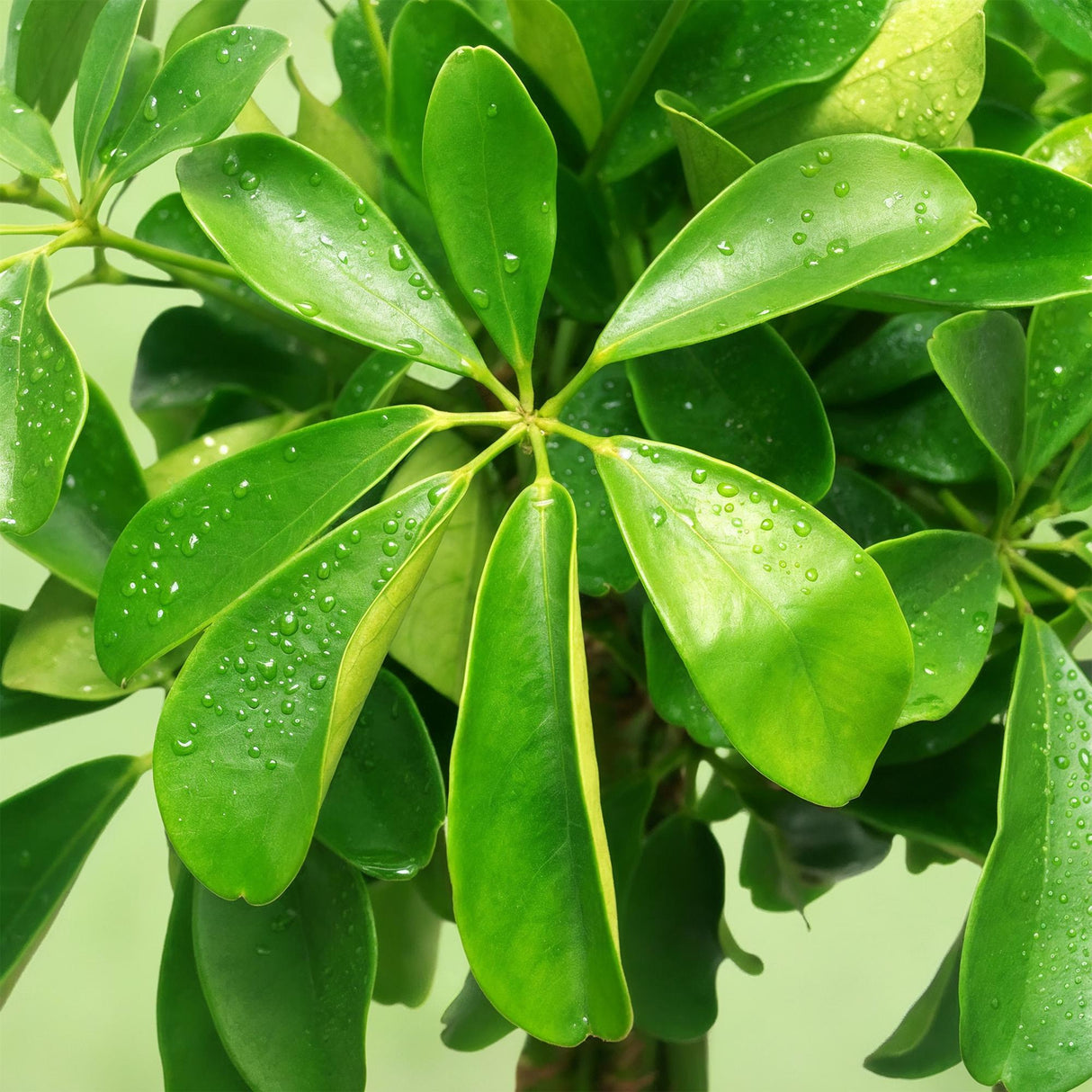 Livraison plante Schefflera Nora