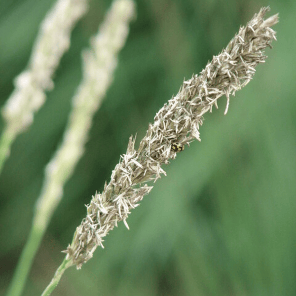 Livraison plante Sesleria autumnalis